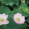 千秋公園大手門の堀遊歩道からハスの花を見て来ました（秋田県秋田市）