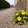 南房総の花（岩井）、grass-B（館山）