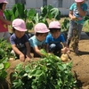 じゃがいも掘り(年少)♪