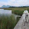 犬連れ日帰りドライブ 【鬼怒沼】栃木県日光市 日本一標高の高い高層湿原