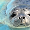 おたる水族館にアクセスが便利な小樽観光にもおすすめホテル5選