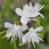 2025年4月24日からの花と葉　ウエストリンギア、ルー、ヒメツルソバなど