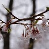 和宏さんの花巡礼「ひょうたん桜」　光降る