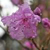 咲き始めた「玄海ツツジ」も冷たい雨に濡れました。