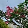 百日紅なんちやつてまだ咲いてゐる（あ）
