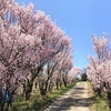 陽気に誘われて春爛漫