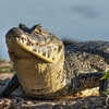 パンタナール・ブラジルの湿原地帯の面白い話