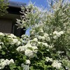 拠点2の花々