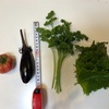 夏野菜の収穫　トマト・ナス・ピーマン
