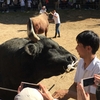 闘牛だけでなく勢子の動きも見逃せない！　～越後山古志の闘牛大会～