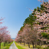 丘の桜並木が満開になりました！