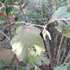 ヘーゼルナッツ・サカジャウェアの雄花