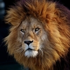 マサイ族とライオンの対決！逃げるのはマサイ族か、それともライオンか？