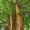 筒賀（つつが）の大銀杏　広島県安芸太田町