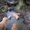 ゴールデンレトリバーのパピーも含んで５頭の里山遊び。