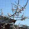 梅が咲きました！