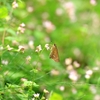 空き地に咲く...ママコノシリヌグイ&#10048;