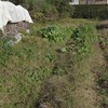 まだまだ草刈り