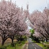 桜をみながら多摩湖自転車歩行者道を通って多摩湖まで行ってみた。（東大和市多摩湖）