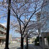 1年に1回の桜の季節。