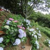 摩耶山→神戸森林植物園。あじさい。