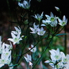 10月28日誕生日の花と花言葉歌句