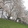 圧巻の桜トンネル！背割堤の桜と石清水八幡宮　八幡市