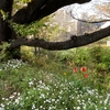 山野草の宝庫・玉川上水(三鷹橋～むらさき橋)土手に咲く春の花