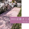 2021京都さくらたび⑥　哲学の道