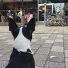 スターバックス