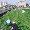 炎天下の草取り