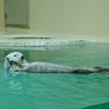 伊勢志摩まわりゃんせの旅⑤～鳥羽と言ったら水族館🐟～