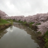 秋田県内の桜