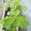 いただいていた