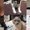 猫たちの日常 祝！記事投稿1,500個目