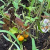 【放課後等デイサービス🌼カモミール 夏のお野菜🥒🍅🌽】