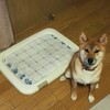 やはり犬はトイレを覚えている