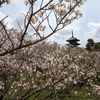 京都で花見（仁和寺）