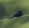 隣の隣の県の離島へ鳥を見に行った日記（２０２４　０５０２～０５０６）その１８。