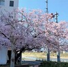 桜　一本だけ満開