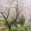 日守山のオオシマザクラ