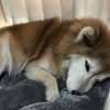お母ちゃんと秘密のデート(〃▽〃)💕