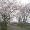 学校の桜♪