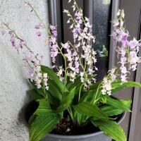 レンゲショウマが咲き進んでいます