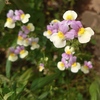 花・花・花・・・・