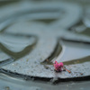 雨上がりのアスファルトに、小さな恋を見つけた日。