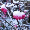 初雪の朝！