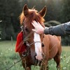 The Benefits Of Massage Guns For Horses