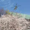 ２０１９年４月５日（金）　ヘリと桜と防衛省市ヶ谷へリポート　３日目の挑戦