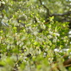 今住んでいる場所をカメラを持って散歩した。桜、どうだんつつじ、椿。